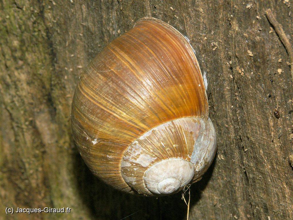 2005-04-13 15-39-40 Nature 200,0mm 1_200_eme F11,0 0076.JPG